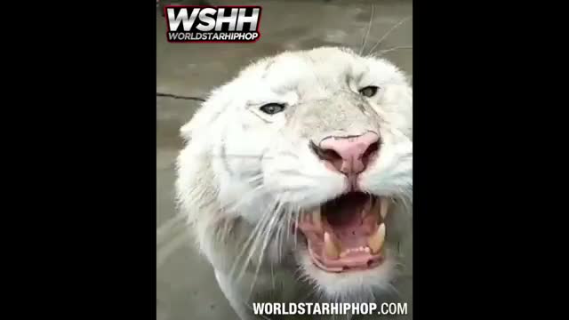 Video: Scary AF: Tiger Growls In Person's Face!