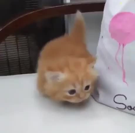 Wiggle+tush 3b5e4f 6427697