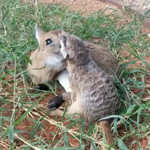 Buddies