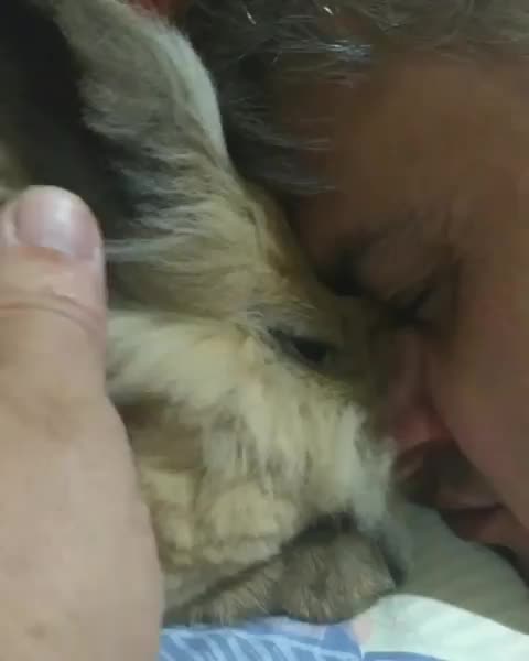 There there bunny , daddy is here for you