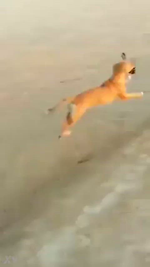 argentinian funny funny porn public gif