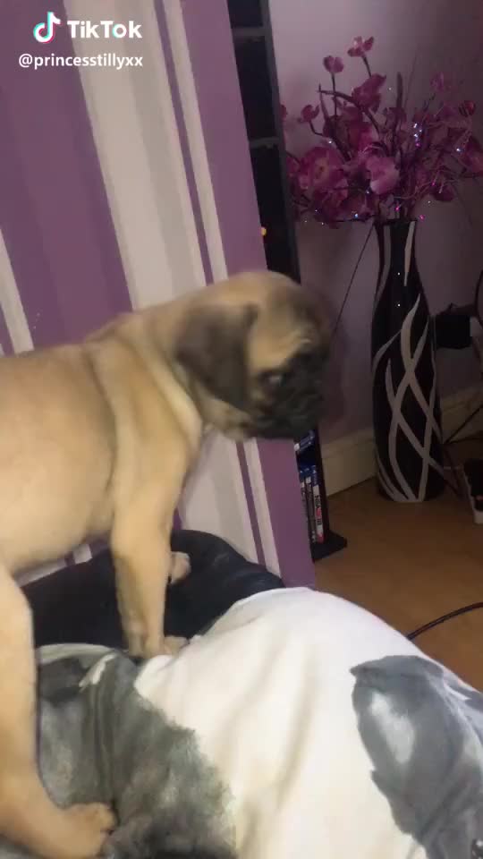 Meet lexi, she’s only three months ? #pug #dog #mydog #puppy #pugpuppy #cute #aww