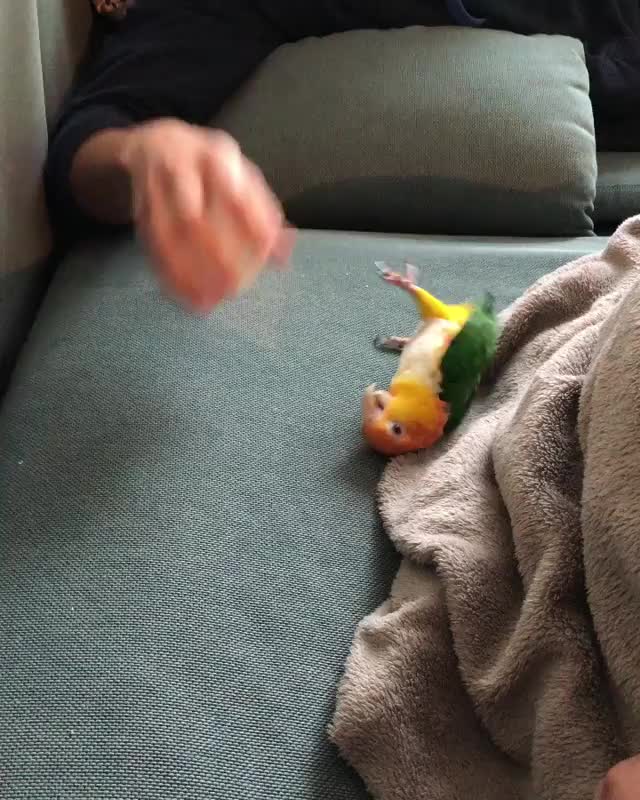 And they say you can’t teach an old bird new tricks ?‍♂️? . . . .