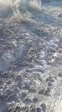ripsave - Locust swarm, Pakistan