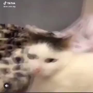 Cheese vs cat