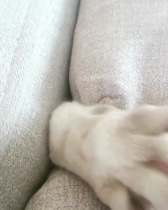 Video by wataka_cat
