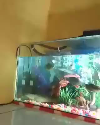 NINGUÉM ME SEGURA NESSE AQUÁRIO NÃO