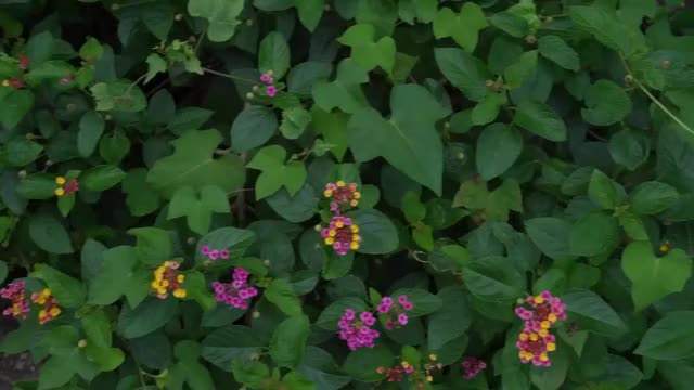 Amouranth Garden Tease - Leaked Nudes 2