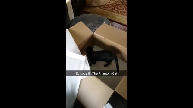 Missing Cat Please Help