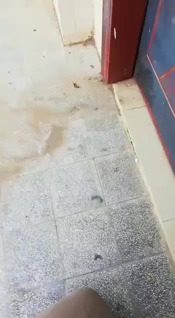 Hornet vs. cockroach