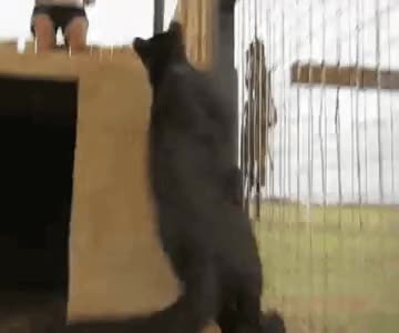 black leopard