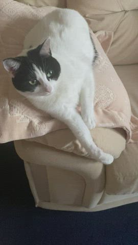 Abbie Cat gif