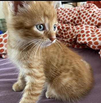 My Cat got babies and I’m obsessed with their blue eyes ? say hello to Simba ?