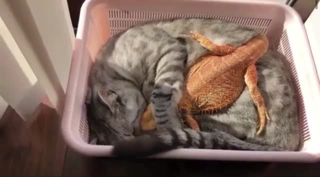 Forbidden Love!