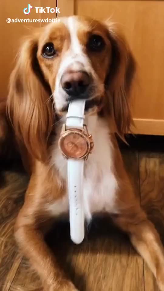 It’s 5 o’clock in the morning! How’s my acting skills? #dog #cute #acting