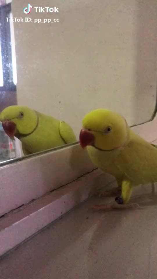 คิดถึงป่ะป๊าอีกแล้ว #iloveyoupapa #papa #parrot