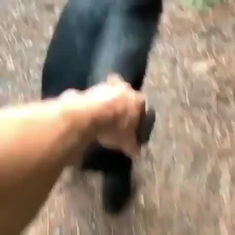 monkey bro helps human