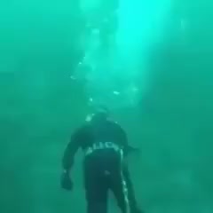 Shark nearly eats diver