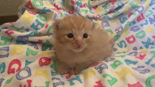 3 week old Jellybean takes in the world. aww